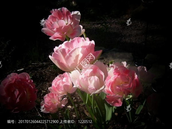 郁金香安吉麗