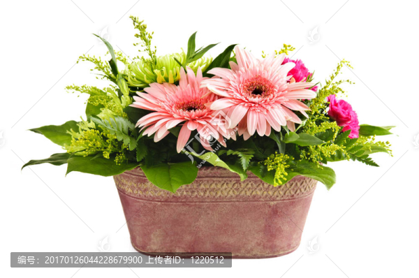 孤立的插花