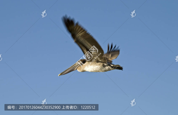 Brown,pelican在飛行中
