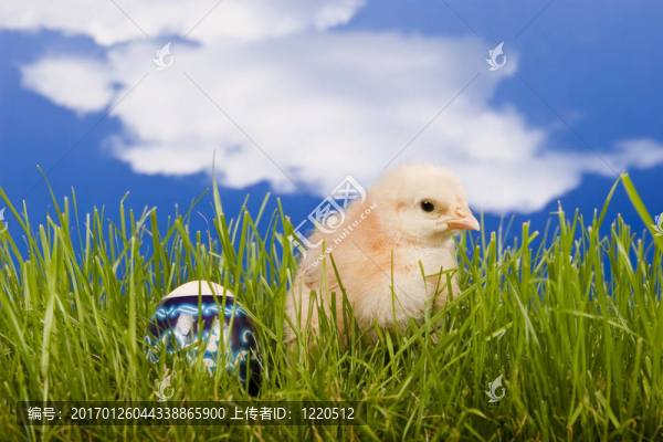 雞
