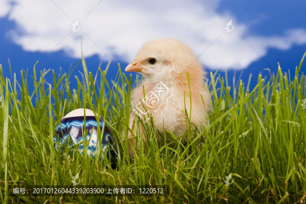 雞