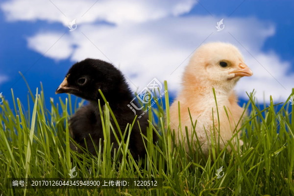 雞