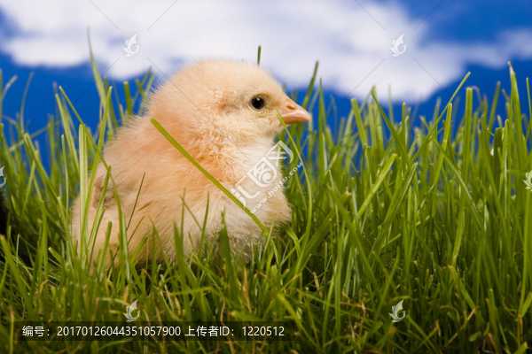雞