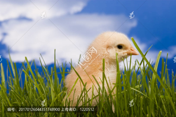 雞