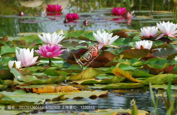 水百合