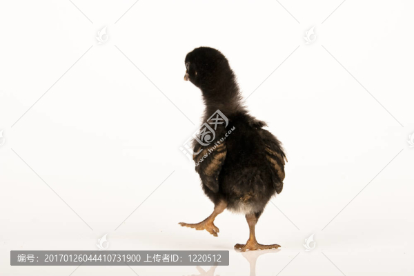 雞