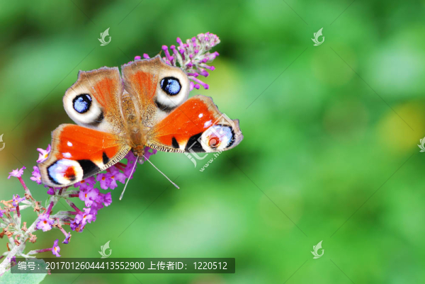 孔雀蝴蝶