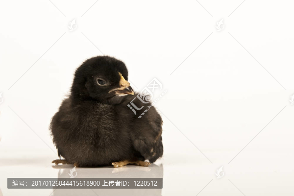 雞
