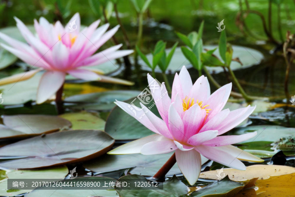 水百合
