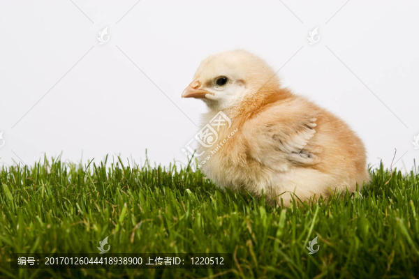 雞