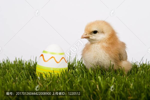 雞