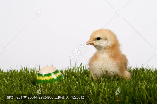 雞
