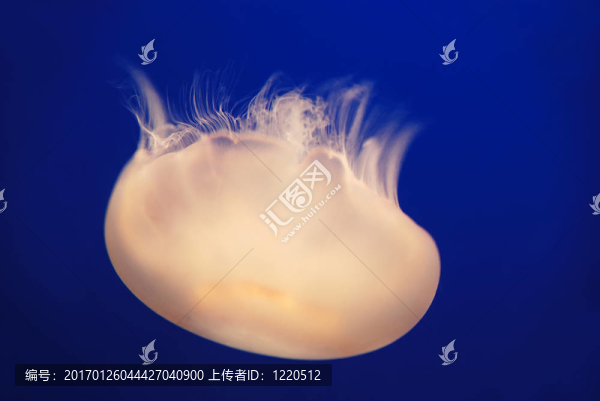 白色的水母