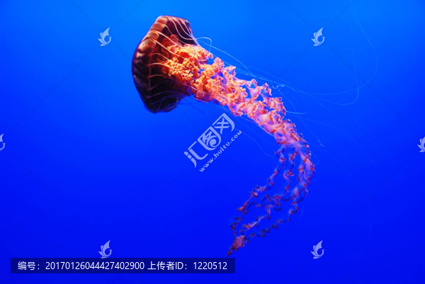 海蕁麻水母Chrysaora,fuscescens