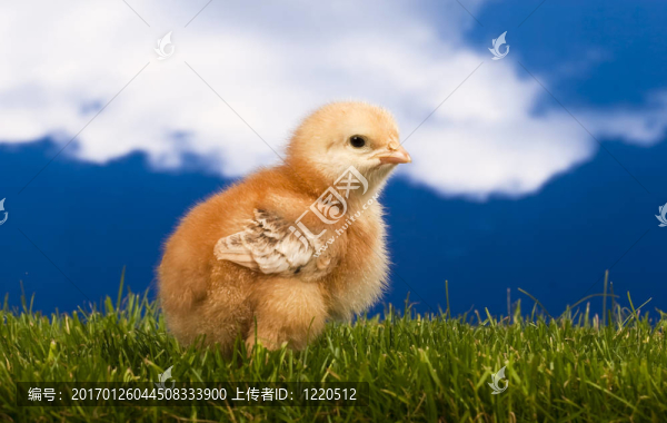 雞