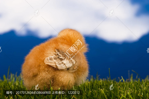 雞