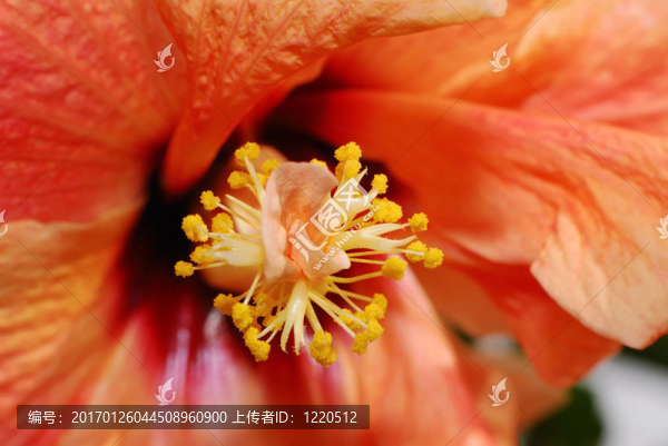 橙色的芙蓉