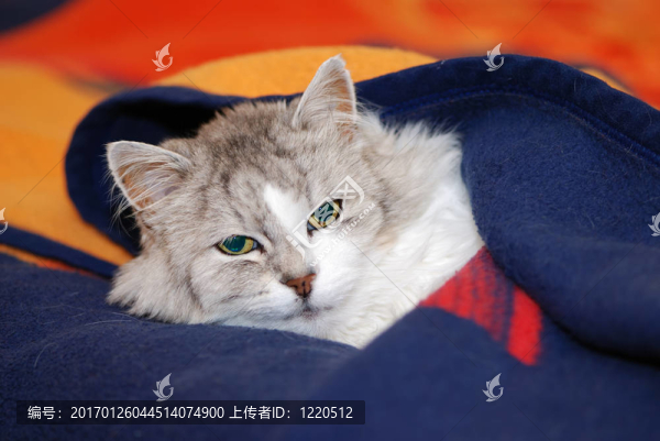 波斯貓