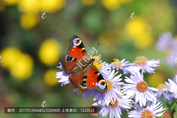 孔雀蝴蝶