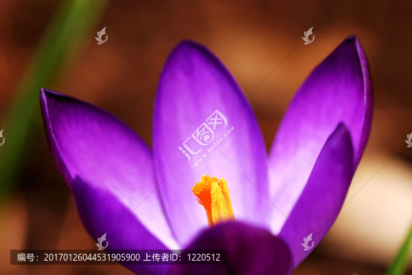 番紅花的花