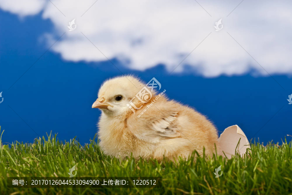 雞