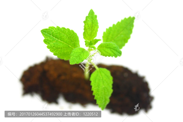 薄荷-匯圖網(wǎng) www.fosd68.com 薄荷