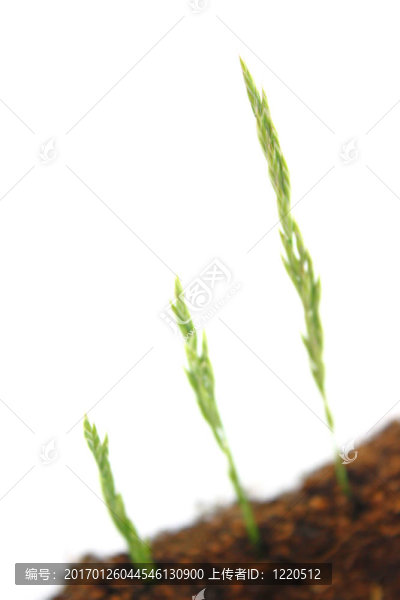草