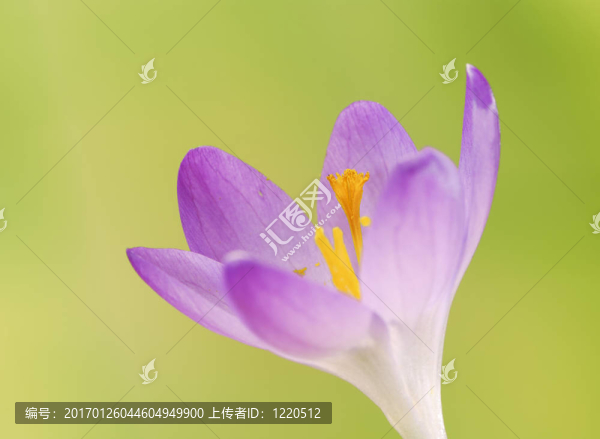 番紅花的花在春天