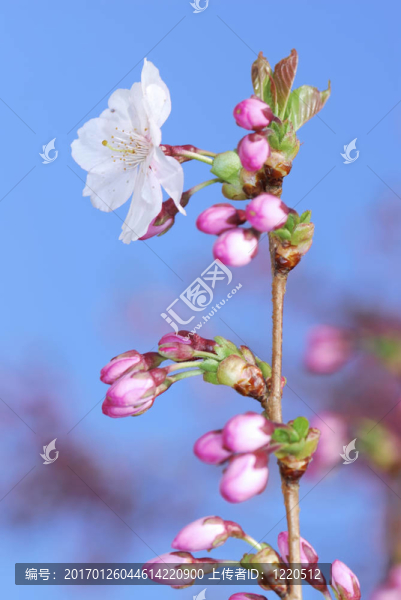 粉色的櫻花