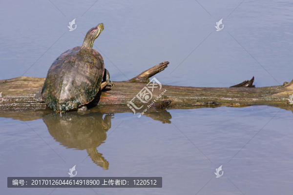 曬太陽的烏龜