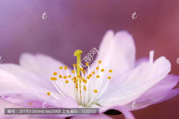 粉紅色的櫻花