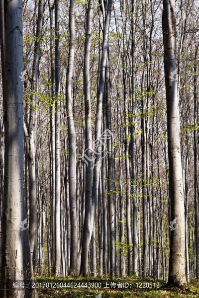 木材