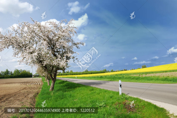 一棵開花的樹