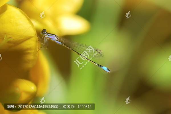 Damselfly在一朵黃色的花