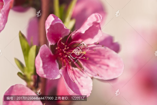 桃花