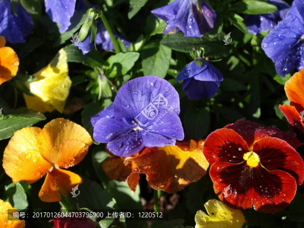 場(chǎng)花