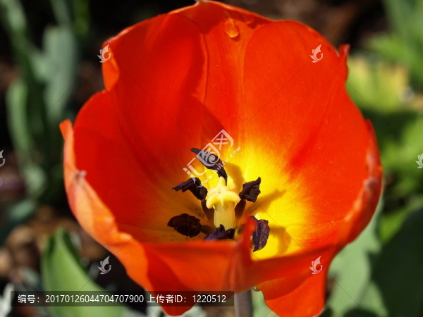 開(kāi)放的花-匯圖網(wǎng) www.fosd68.com 開(kāi)放的花