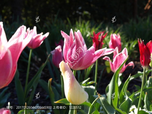 郁金香花圃