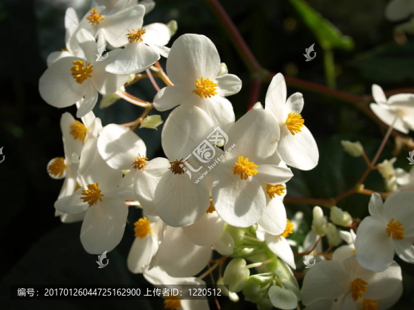 白蘭花