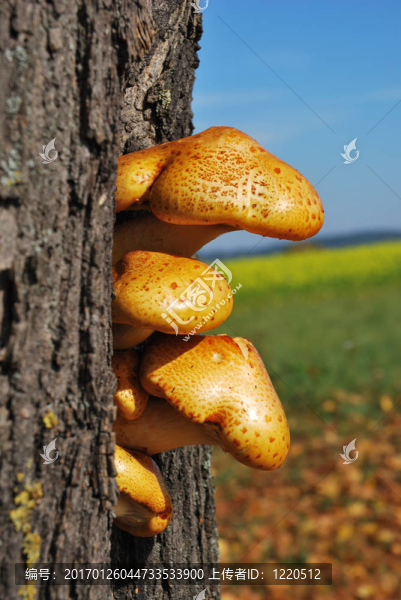 樹(shù)蘑菇