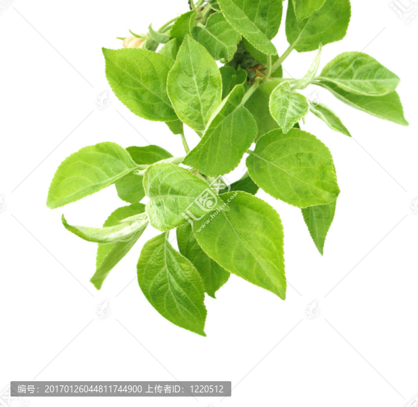 一棵蘋(píng)果樹(shù)的葉子