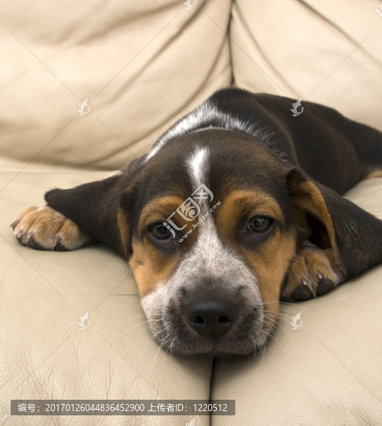 比格犬休息