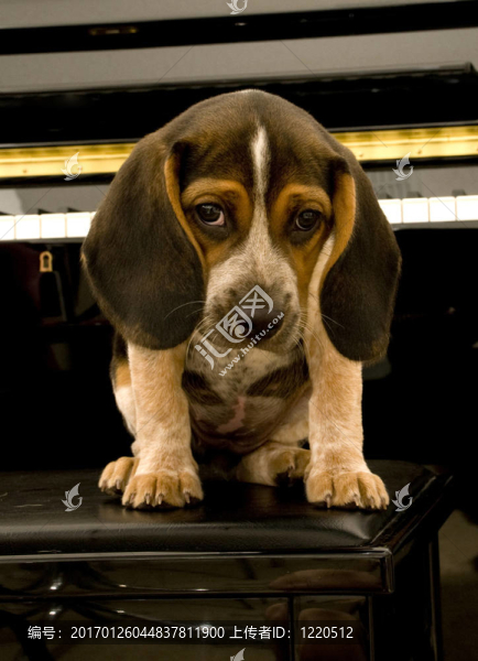 比格犬坐在長椅上