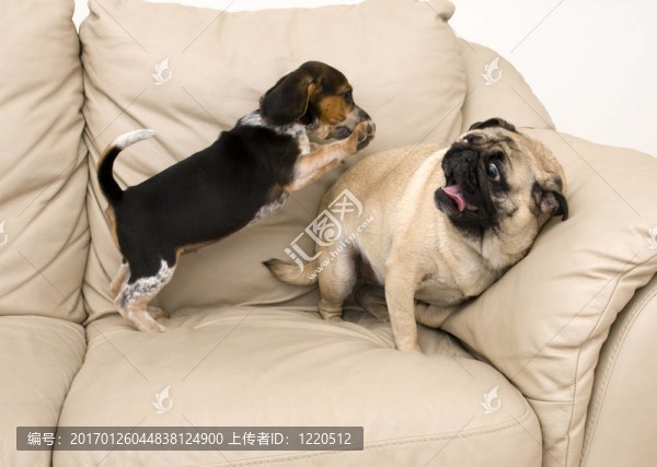 比格犬攻擊的哈巴狗