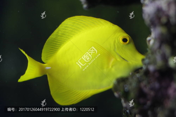 黃色的魚