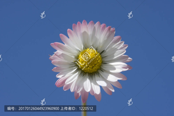 雛菊