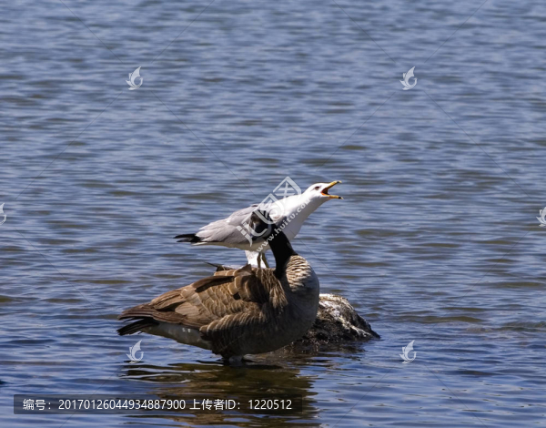 通過耳塞-匯圖網(wǎng) www.fosd68.com 通過耳塞