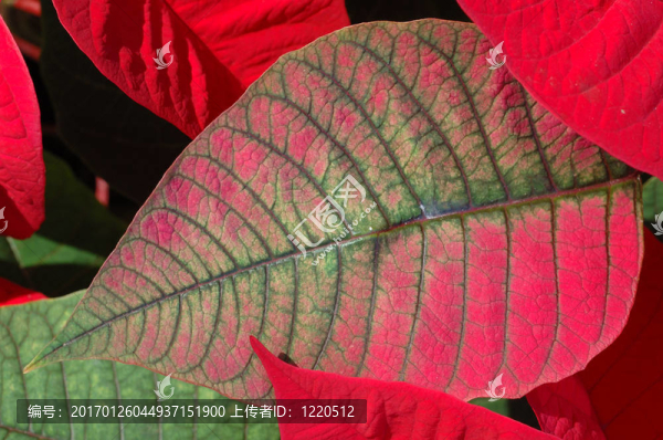 紅色的一品紅葉子