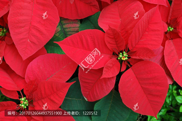 紅色的一品紅的花