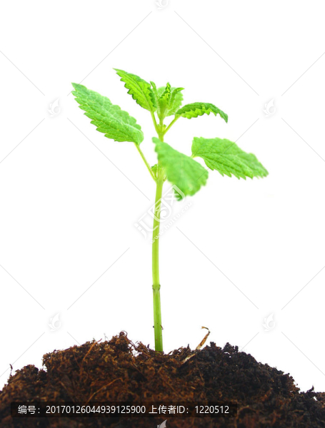 薄荷